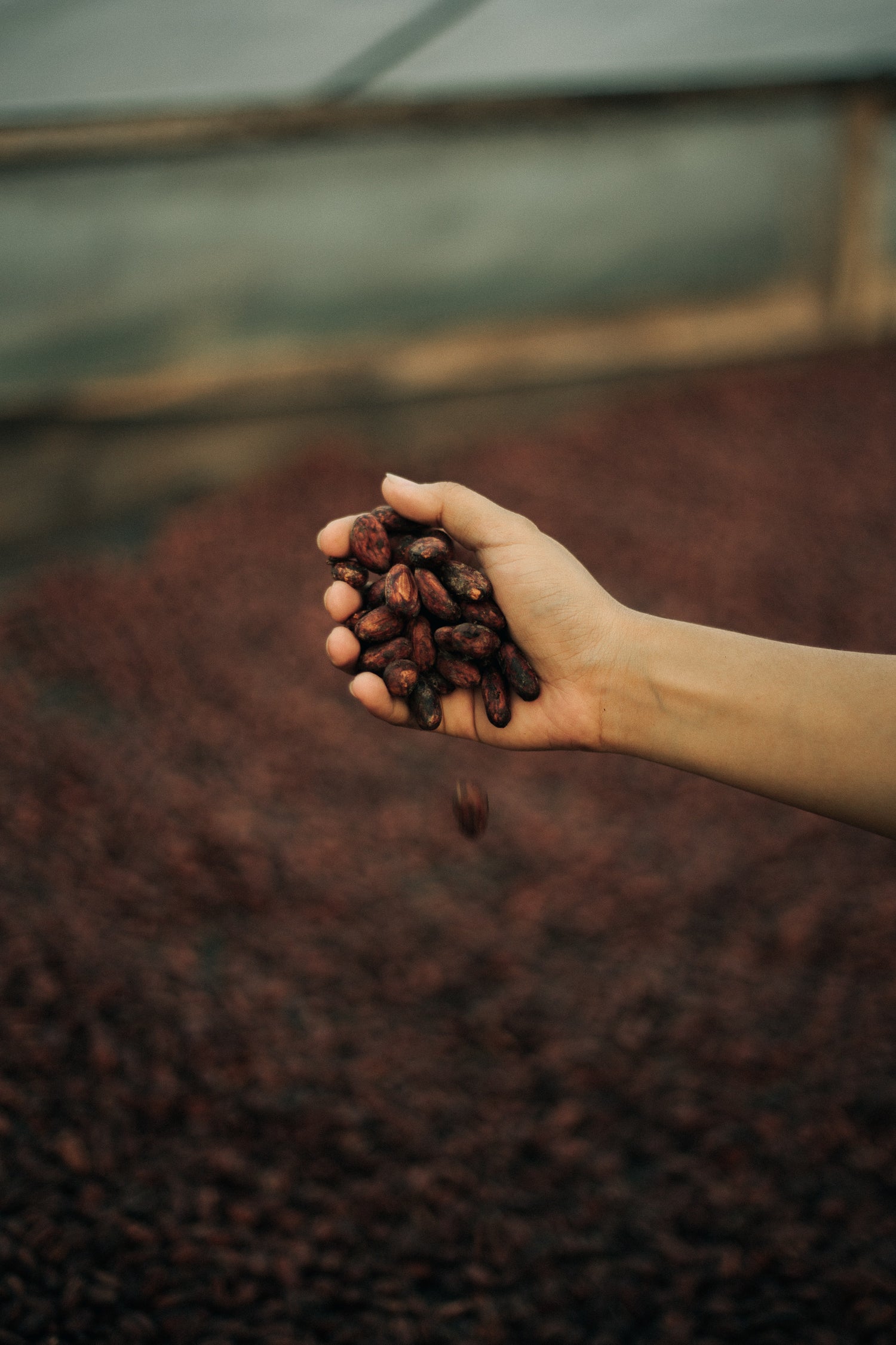 Roots of Cacao | Begin jouw dag met een dagelijkse portie of gebruik de cacao voor ceremoniële doeleinden om (weer) contact te maken met jezelf, met je kern en met dat wat écht belangrijk is in je leven.